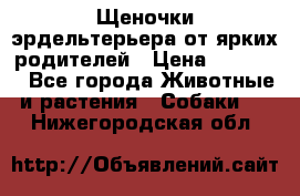 Щеночки эрдельтерьера от ярких родителей › Цена ­ 25 000 - Все города Животные и растения » Собаки   . Нижегородская обл.